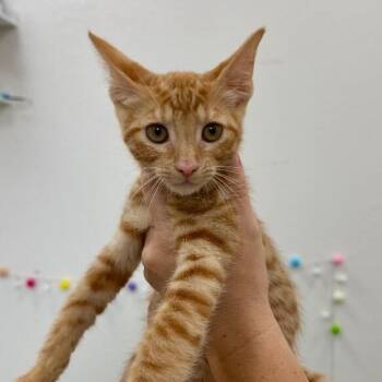 Ruby Honeycutt -  Tabby and Domestic Short Hair Cat for Adoption in Friendswood, Texas - Ruby Honeycutt | PetCurious