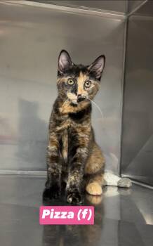 Pizza -  Domestic Short Hair and Tortoiseshell Cat for Adoption in Montville, New Jersey - Pizza | PetCurious