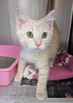 Domestic Short Hair Cats Available for Adoption in Buffalo, Minnesota - Triton | PetCurious