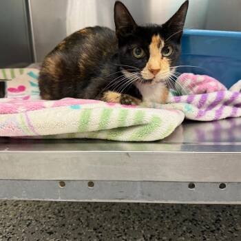 Domestic Short Hair Cats Available for Adoption in Lakeland, Florida - Moscato | PetCurious