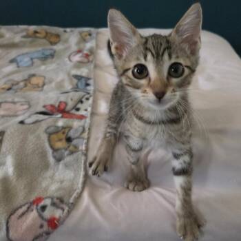 Poppy -  Domestic Short Hair Cat for Adoption in San Antonio, Texas - Poppy | PetCurious