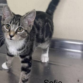 Sofie -  Domestic Short Hair Cat for Adoption in Ulster, Pennsylvania - Sofie | PetCurious