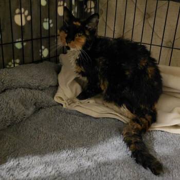 Domestic Short Hair Cats Available for Adoption in Spring Hill, Kansas - May | PetCurious
