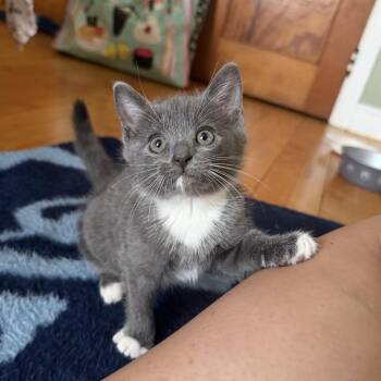 26-226 Florence -  Domestic Short Hair Cat for Adoption in North Branford, Connecticut - 26-226 Florence | PetCurious