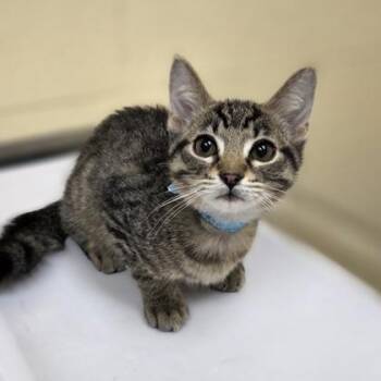 Micro Machine -  Domestic Short Hair Cat for Adoption in Westland, Michigan - Micro Machine | PetCurious