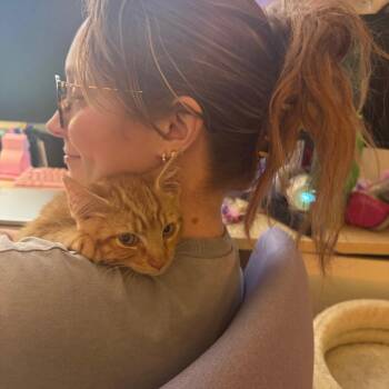 Noodle -  Domestic Short Hair Cat for Adoption in Washougal, Washington - Noodle | PetCurious