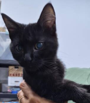 Felicia -  Domestic Short Hair Cat for Adoption in St. Cloud, Minnesota - Felicia | PetCurious