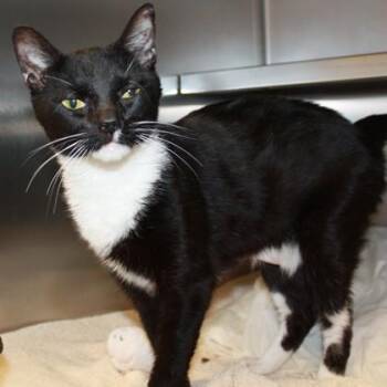 Gringotts -  Domestic Short Hair Cat for Adoption in Richmond, Virginia - Gringotts | PetCurious