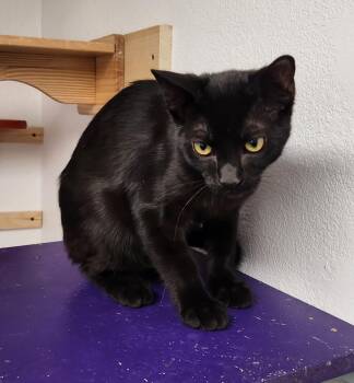 Sabastian -  Domestic Short Hair Cat for Adoption in Yarnell, Arizona - Sabastian | PetCurious