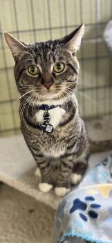 Tabby Cats Available for Adoption - Evan | PetCurious