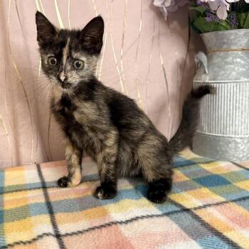 Rivage -  Tortoiseshell Cat for Adoption in Long Beach, Mississippi - Rivage | PetCurious