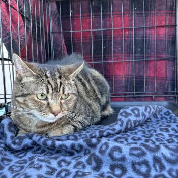 Domestic Short Hair Cats Available for Adoption in Powdersville, South Carolina - Blaze | PetCurious