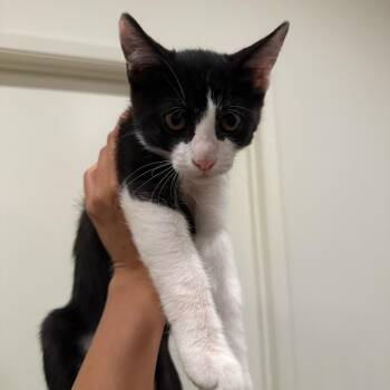 Stewart - Costa Mesa Location -  Domestic Short Hair Cat for Adoption in Chino Hills, California - Stewart - Costa Mesa Location | PetCurious