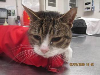 Domestic Short Hair Cats Available for Adoption - Bella(612) | PetCurious