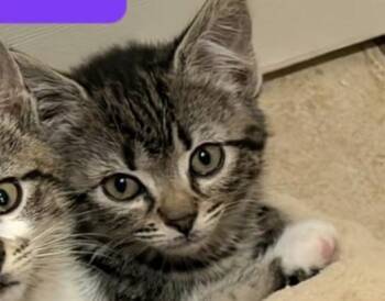 Wilma -  Domestic Short Hair Cat for Adoption in Wantagh, New York - Wilma | PetCurious