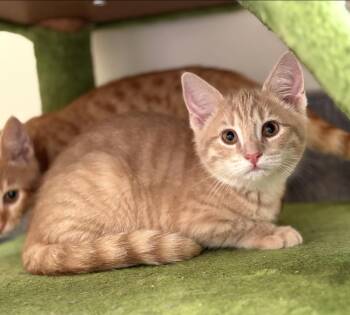 Domestic Short Hair Cats Available for Adoption in Amsterdam, New York - Pear | PetCurious