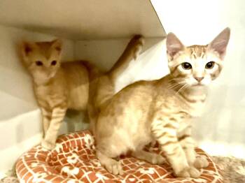 CHIP & DALE -  Domestic Short Hair and Tabby Cat for Adoption in Lake Ozark, Missouri - CHIP & DALE | PetCurious