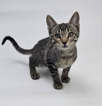 Bobble -  Domestic Short Hair Cat for Adoption in Sedalia, Colorado - Bobble | PetCurious