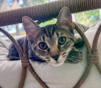 Spaghetti -  Tabby and Domestic Short Hair Cat for Adoption in Pompano Beach, Florida - Spaghetti | PetCurious