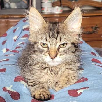 Frugit Fuzzbutt -  Domestic Long Hair Cat for Adoption in Portland, Oregon - Frugit Fuzzbutt | PetCurious