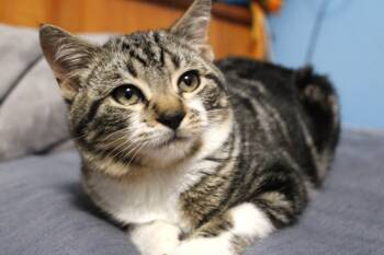 American Shorthair Cats Available for Adoption - Eugene | PetCurious
