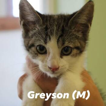 KITTEN ALERT -  Domestic Short Hair Cat for Adoption in Weaverville, California - KITTEN ALERT | PetCurious