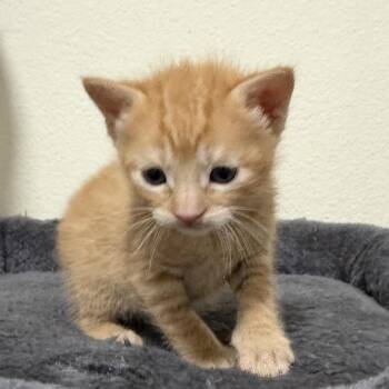Garfield - City of Industry Location -  Domestic Short Hair Cat for Adoption in Chino Hills, California - Garfield - City Of Industry Location | PetCurious