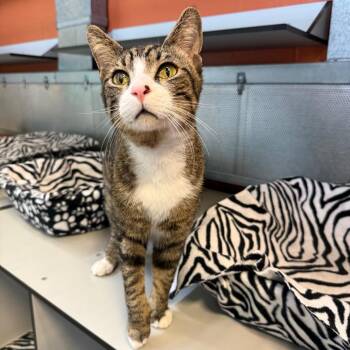 Rufus -  Domestic Short Hair Cat for Adoption in Sarasota, Florida - Rufus | PetCurious