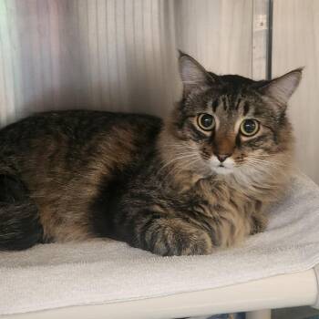 Chance -  Domestic Long Hair Cat for Adoption in Murray, Utah - Chance | PetCurious