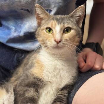 Nevaeh -  Domestic Short Hair Cat for Adoption in Portage, Michigan - Nevaeh | PetCurious
