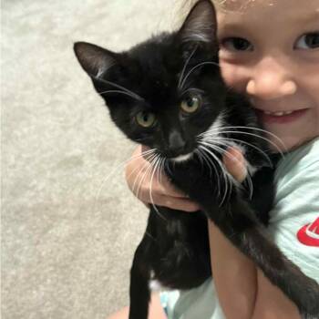 Rescue Domestic Short Hair Cats for Adoption in Warr Acres, Oklahoma - Midnight | PetCurious