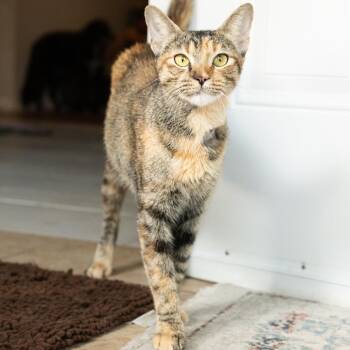 Sevi -  Domestic Short Hair Cat for Adoption in Lewisville, Texas - Sevi | PetCurious