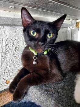 Domestic Short Hair Cats Available for Adoption in Manhattan, Kansas - Noelle | PetCurious