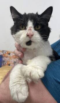 Domestic Short Hair Cats Available for Adoption in Hudsonville, Michigan - Domino | PetCurious