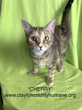 Rescue Tortoiseshell Cats for Adoption in Locust Grove, Georgia - Cherry - CCHS | PetCurious