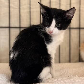 Samantha -  Domestic Short Hair Cat for Adoption in Cumming, Georgia - Samantha | PetCurious