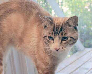 Jack -  Siamese Cat for Adoption in Vancouver, Washington - Jack | PetCurious