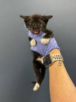 MI MI -  Domestic Short Hair Cat for Adoption in Doral, Florida - MI MI | PetCurious