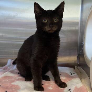 Grape Soda -  Domestic Short Hair Cat for Adoption in Greensboro, North Carolina - Grape Soda | PetCurious