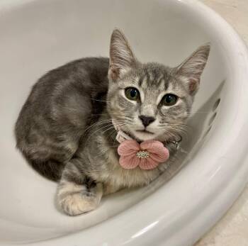 Rescue Domestic Short Hair Cats for Adoption in Quail Heights, Florida - Ms Jelly Bean | PetCurious