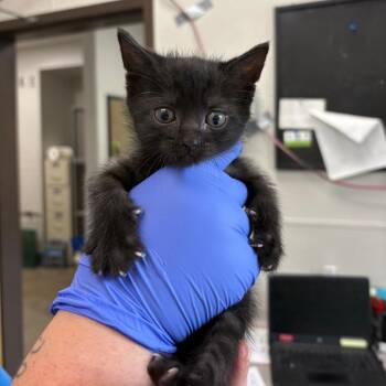 Guava Pie -  Domestic Short Hair Cat for Adoption in Columbiana, Alabama - Guava Pie | PetCurious