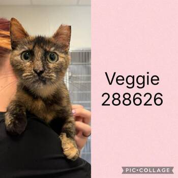 Domestic Short Hair Cats Available for Adoption in Macon, Georgia - VEGGIE | PetCurious