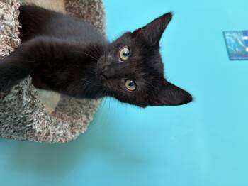 Wren -  Domestic Long Hair Cat for Adoption in Sneads Ferry, North Carolina - Wren | PetCurious