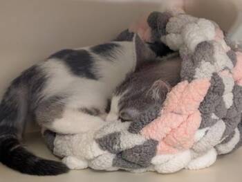 Domestic Short Hair Cats Available for Adoption in Fairfax, Virginia - Kimaris | PetCurious
