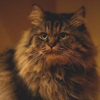 Rescue Domestic Medium Hair Cats for Adoption in Minnetonka, Minnesota - Rumi C63492 Bonded W/Neville | PetCurious