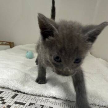 Comet -  Domestic Medium Hair Cat for Adoption in Charleston, West Virginia - Comet | PetCurious