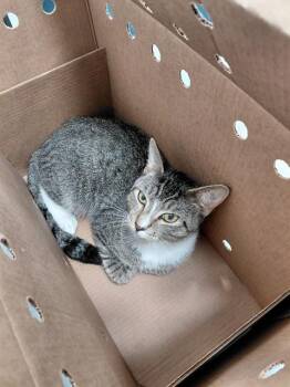 A2480291 -  Domestic Short Hair Cat for Adoption in Fort Lauderdale, Florida - A2480291 | PetCurious