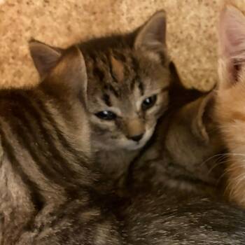 Domestic Short Hair Cats Available for Adoption in Philadelphia, Pennsylvania - Trouble | PetCurious