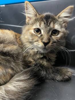 Rescue Domestic Long Hair Cats for Adoption in Hartsville, South Carolina - Renee | PetCurious