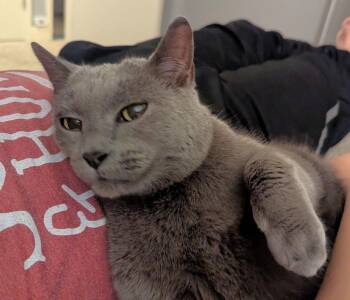 Domestic Short Hair Cats Available for Adoption - Nala | PetCurious